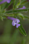 Drummond's false pennyroyal